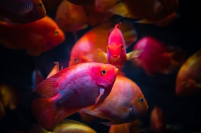 水族馆血鹦鹉鱼群摄影图片